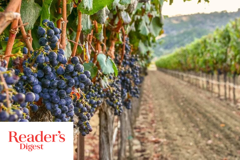 The 12 Best Wineries in Napa Valley to Visit Now