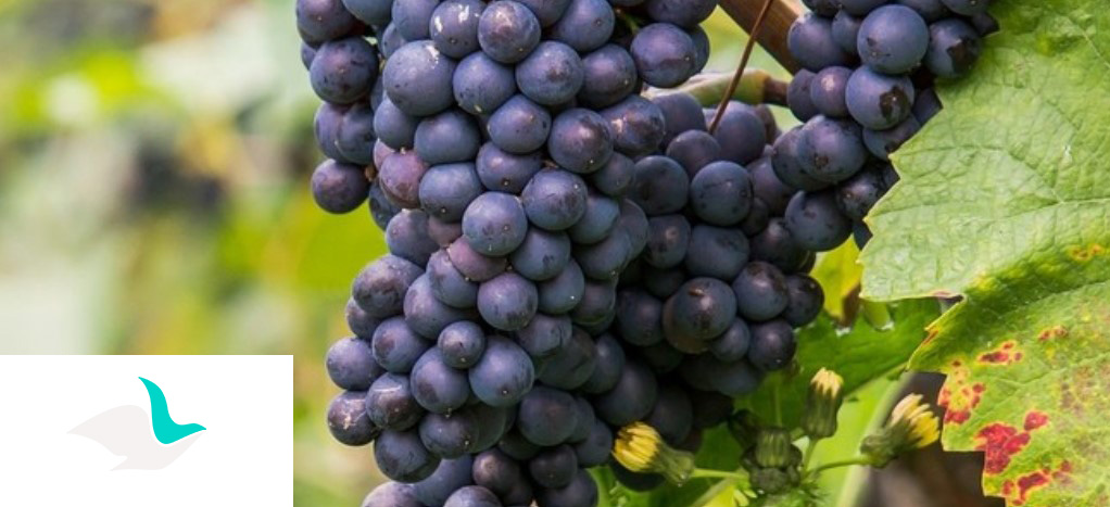 Missing Wines