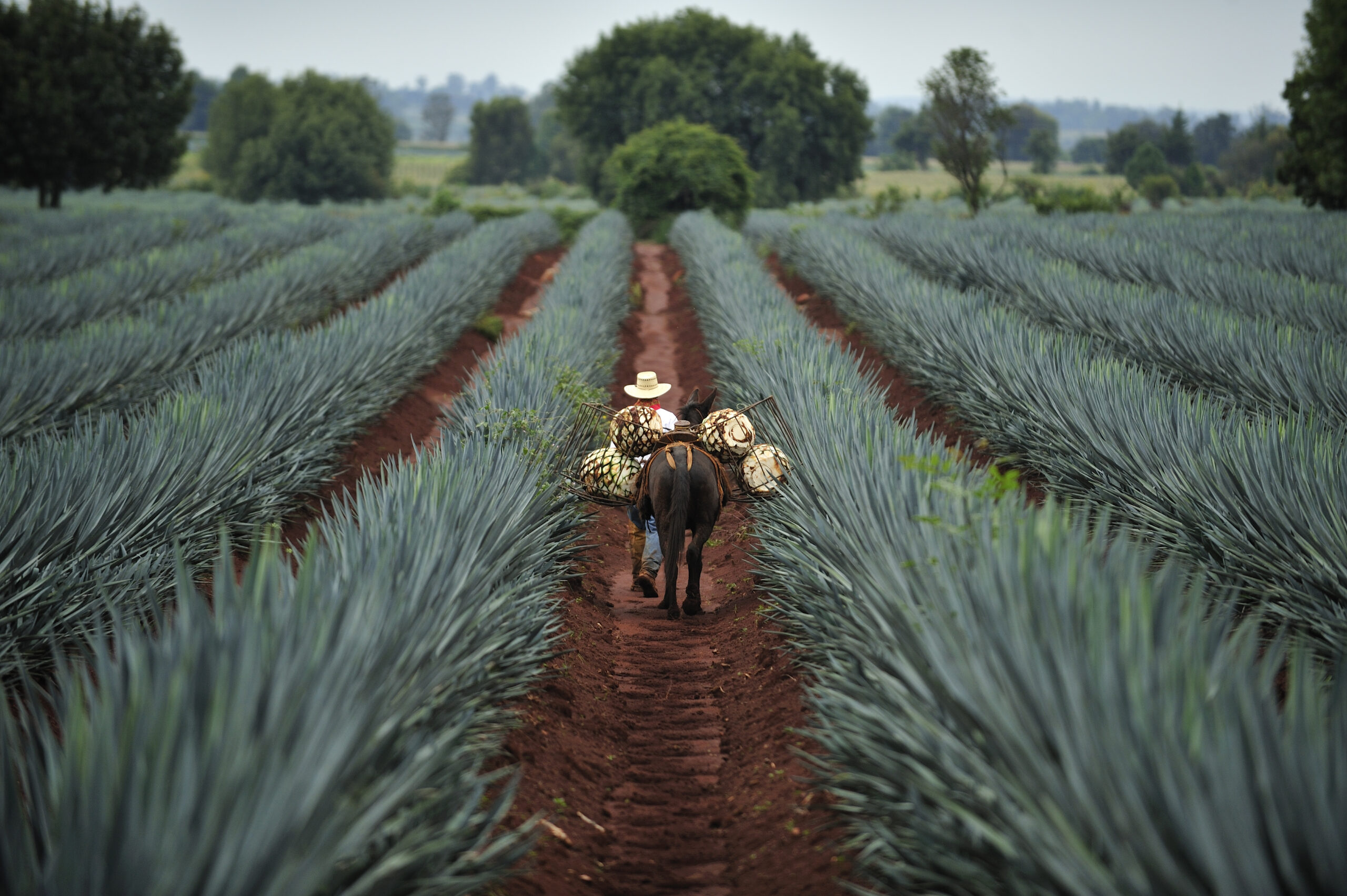 The Rise of Celebrity Tequila Brands and the Effect on the Category