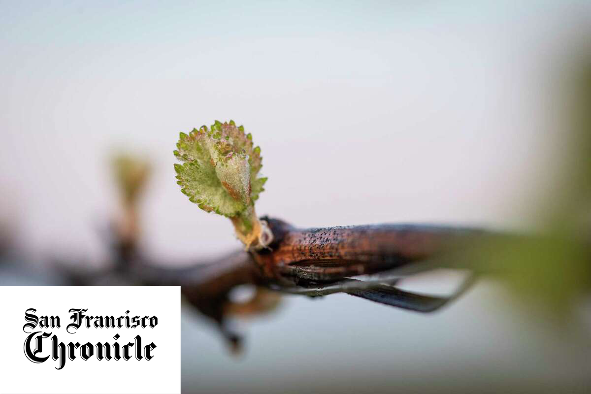 How a cold snap this weekend could determine this year’s wine harvest