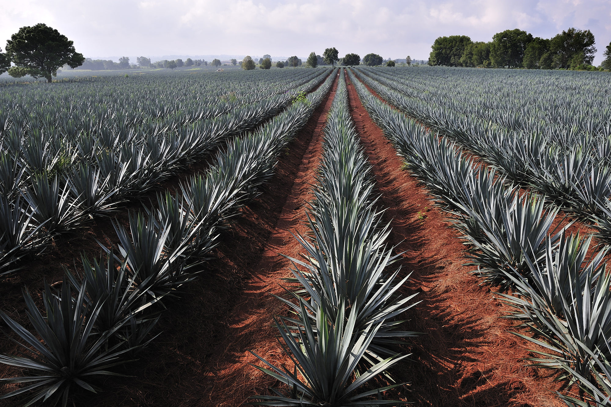 Transparency in Agave: Navigating the Tequila Landscape
