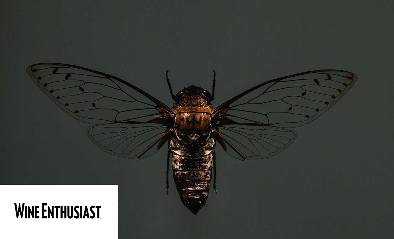 Over a Trillion Cicadas Are Coming. What Does That Mean for Wineries?