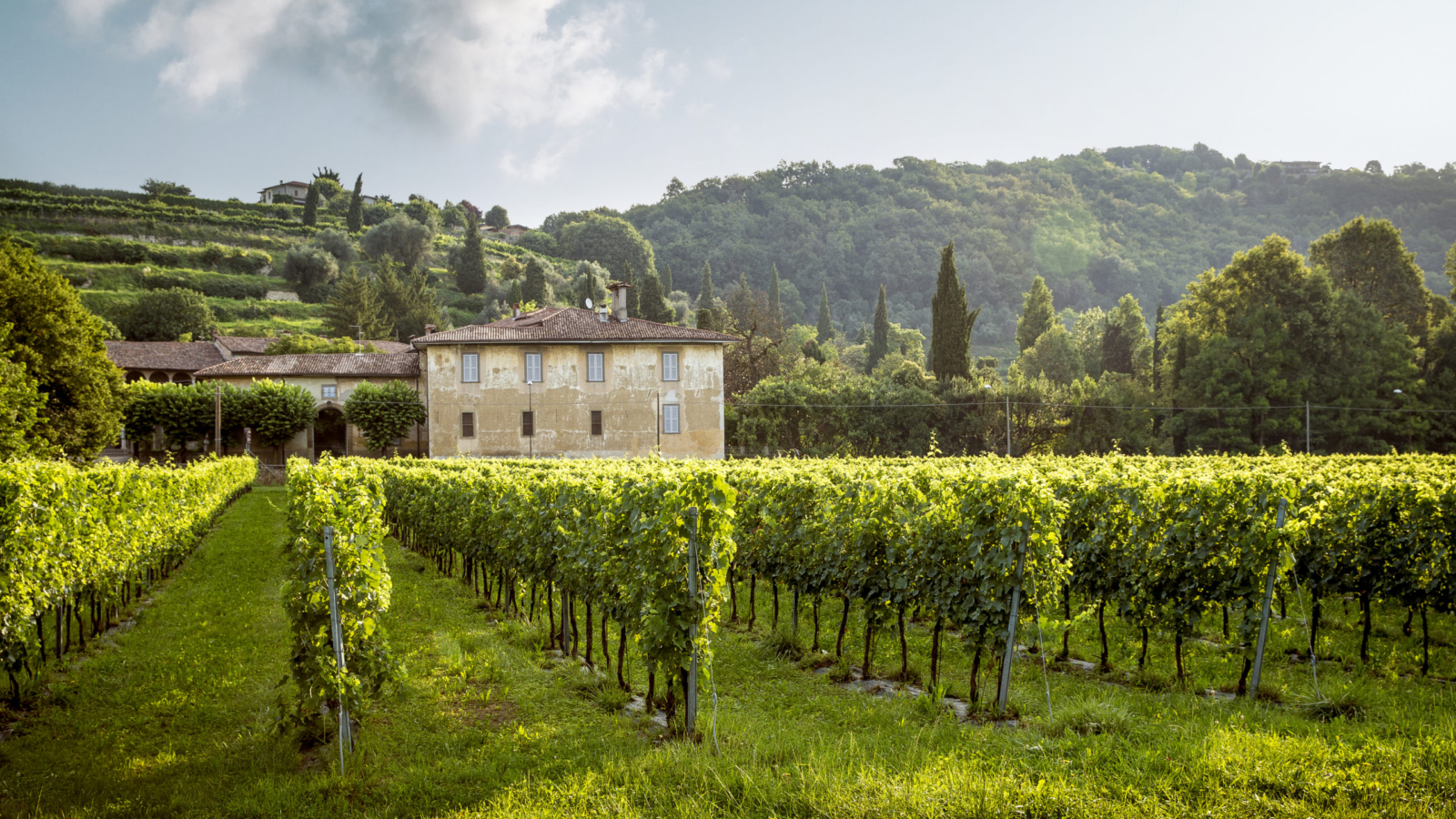 Beautiful,Old,Manor,Surrounded,With,Vineyard