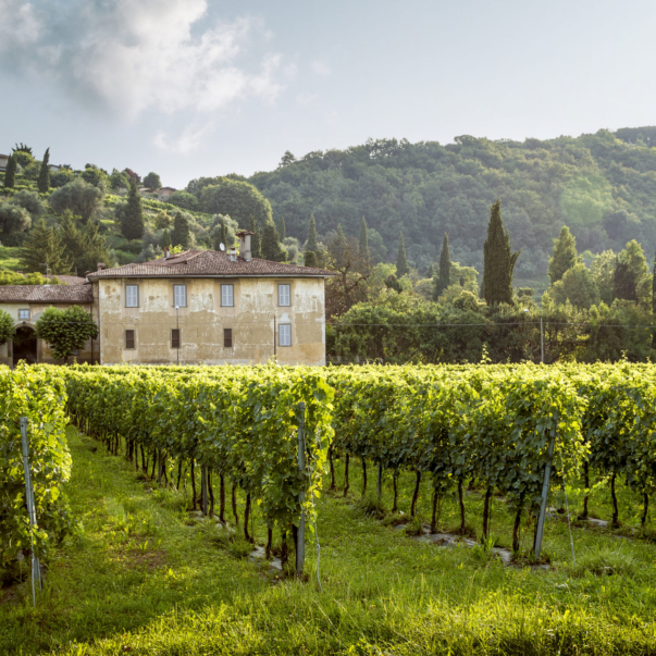 Beautiful,Old,Manor,Surrounded,With,Vineyard