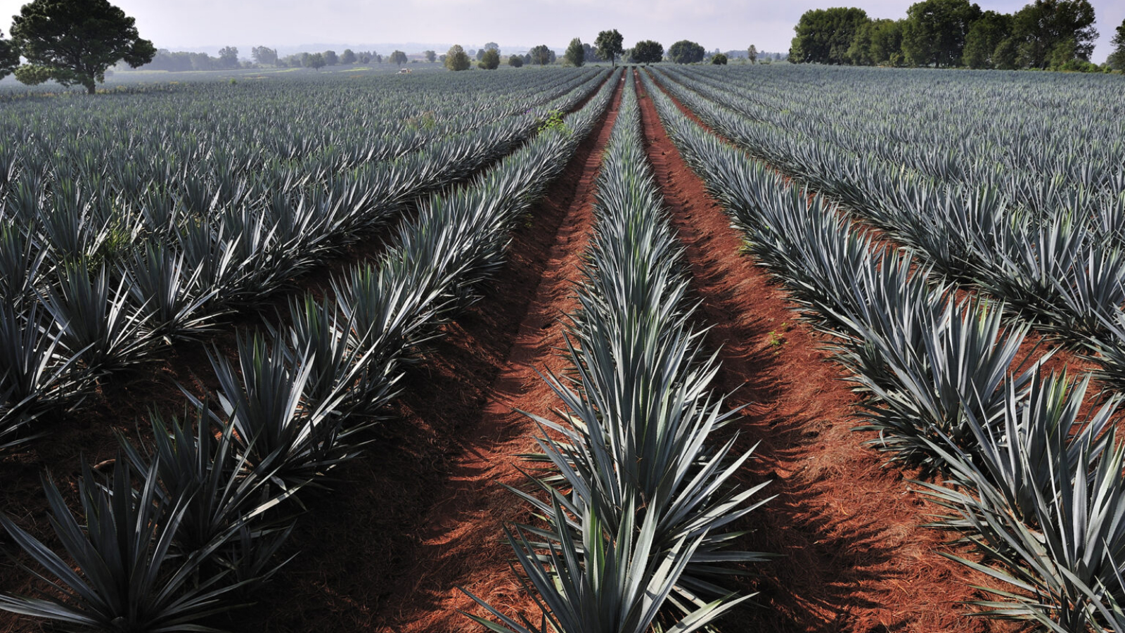 Agave field for Tequila production, Jalisco, Mexico