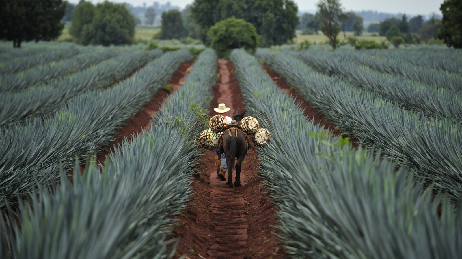 Tequila,,Jalisco,,Mexico,:,October.11.,2013:,Farmer,Loading,The,Harvested
